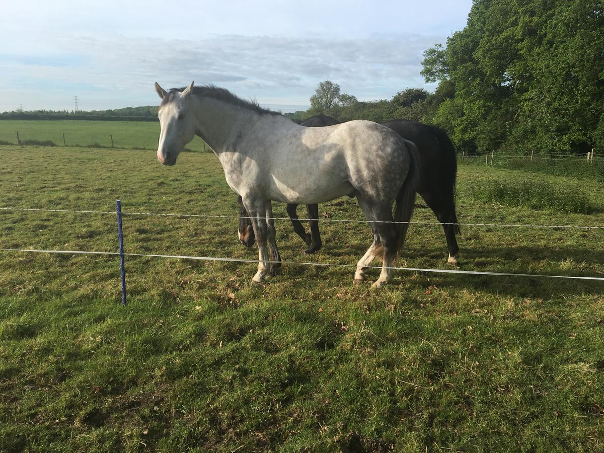 Bridleway Bed & Breakfast Hackthorn Luaran gambar